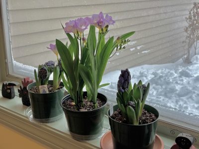 Potted hyacinths and freesia plants sit on a windowsill, with purple blooms and green leaves contrasted against a snowy outdoor scene visible through the window.
