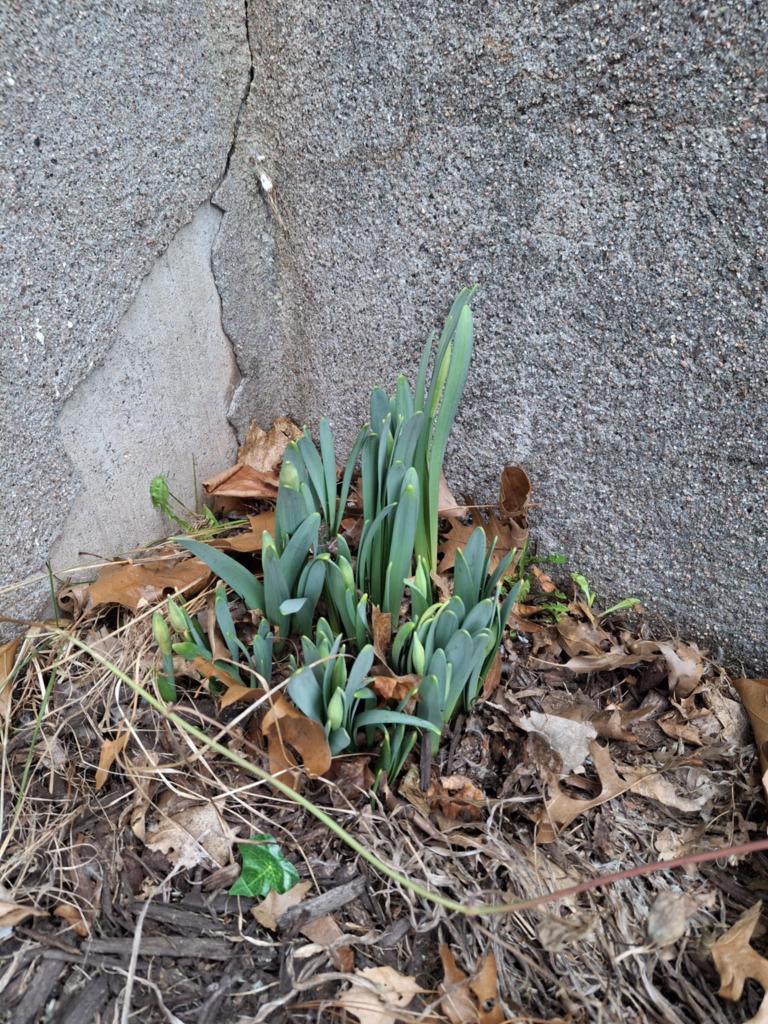Emerging daffodil shoots growing at the base of a stone wall amid fallen leaves.