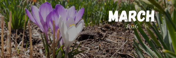 Purple and white crocus flowers blooming from the soil with green grass surrounding them, accompanied by bold text reading “March 2026.