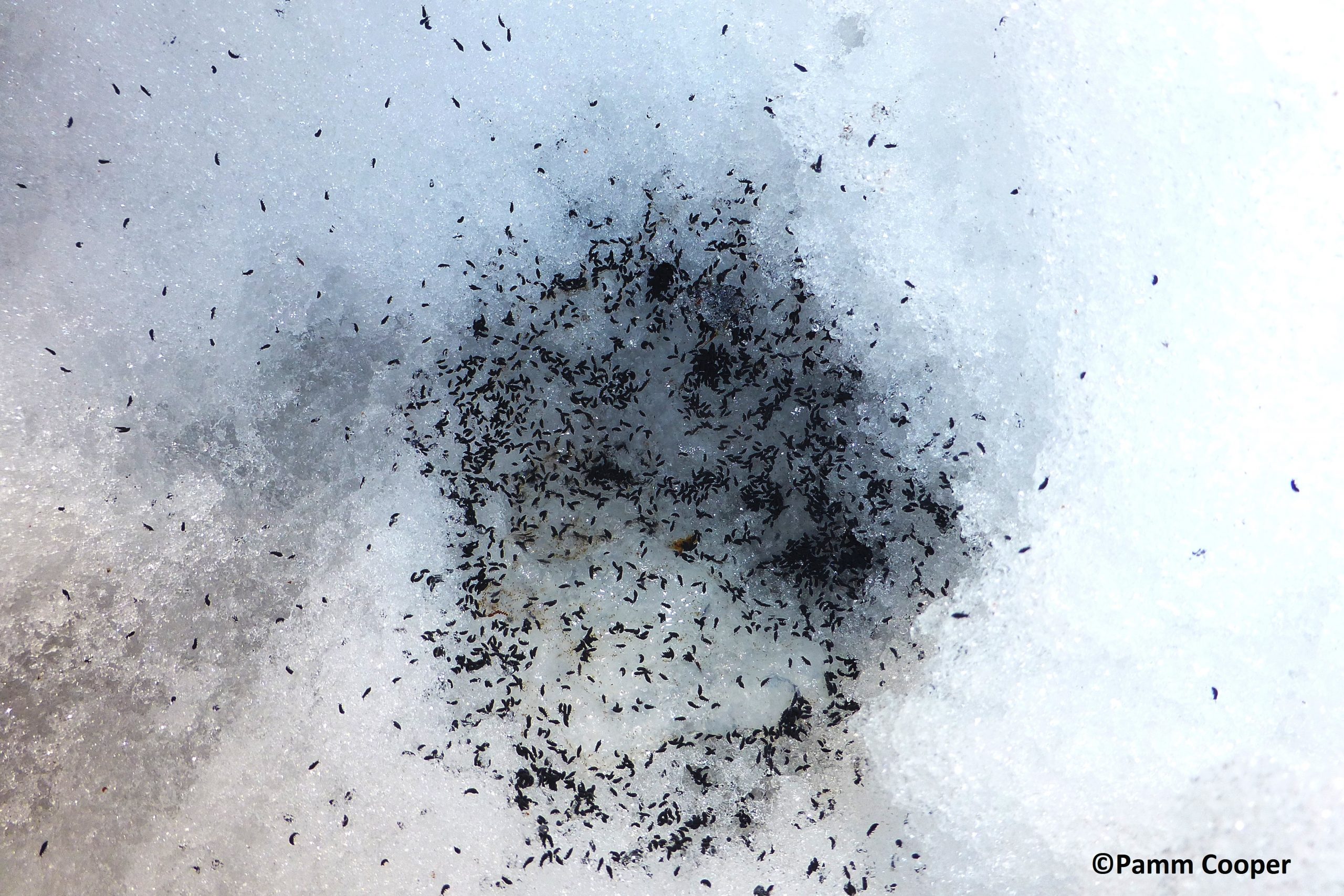 Cluster of tiny dark springtails gathered in a shallow depression in the snow, creating a dense patch against the white background