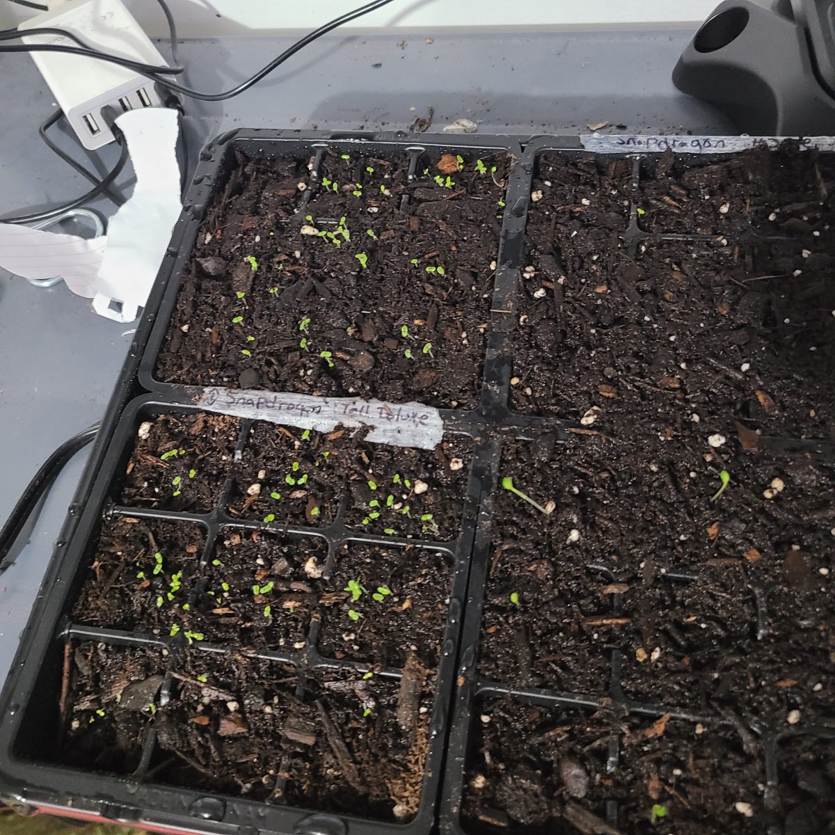Seed-starting trays with tiny green seedlings emerging in soil