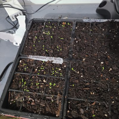 Seed-starting trays with tiny green seedlings emerging in soil