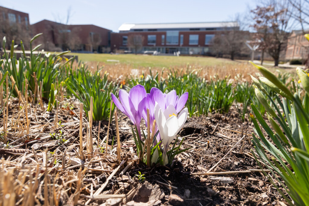 Purple and white crocuses blooming in a patch of soil with green shoots around them, set against a blurred campus lawn and buildings in the background.