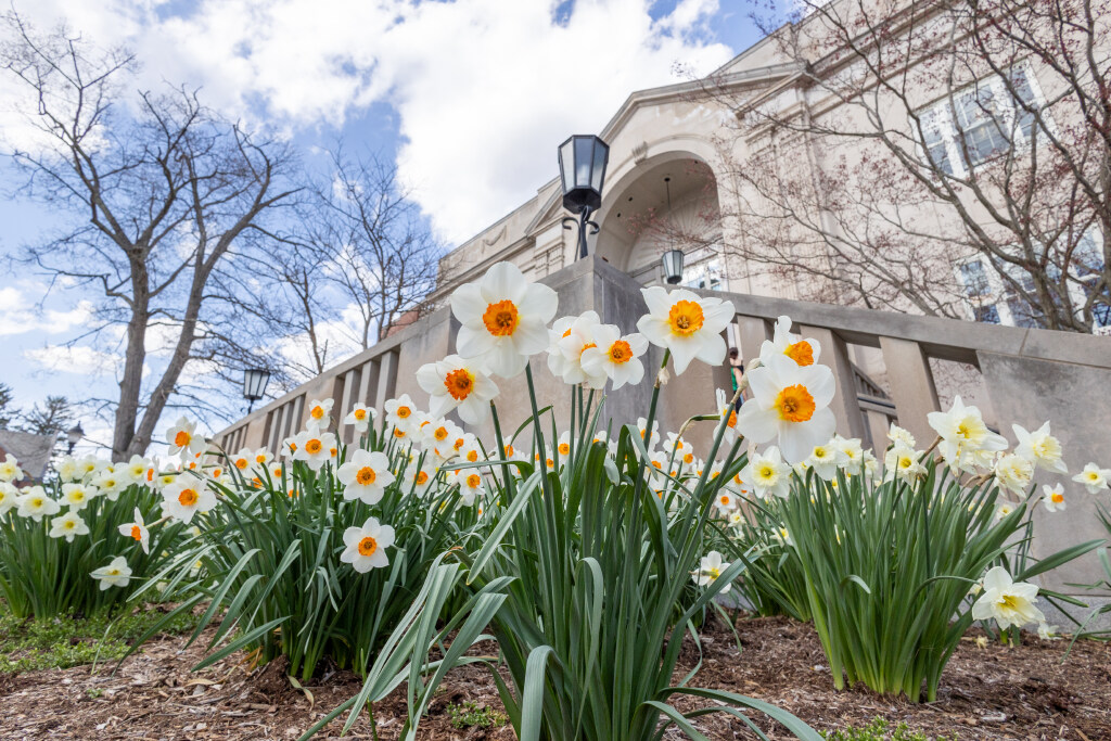 White and yellow daffodils blooming in a landscaped bed in front of a stone building with an arched entrance, leafless trees, and a blue sky, suggesting early spring.