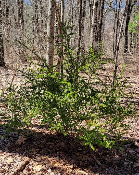 Bright green barberry shrub with small leaves growing among leaf litter in a leafless deciduous forest, with tall bare trees and blue sky in early spring