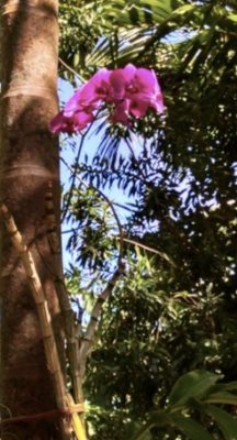 Bright pink orchid attached to a tree in a tropical forest.