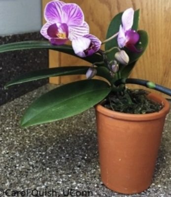 A small orchid with pink and white blooms in a terracotta pot on a counter.