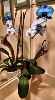 Potted indoor orchid with white-and-blue flowers on a counter.