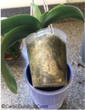 Large-leaved orchid encased in a clear container being lifted out of a purple pot.