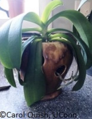 Orchid with large downturned leaves in a pot with circular holes.