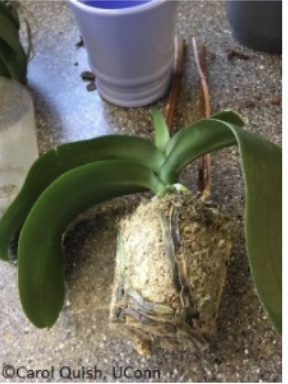Orchid removed from the container, showing its tightly bound root mass.