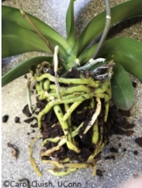 Large-leaved orchid with green roots wrapped around the planting.