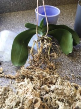 Orchid with roots fully exposed and old moss spread across the counter.