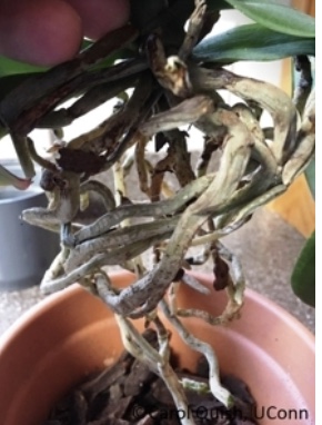 Cluster of dried gray roots being held above a pot.