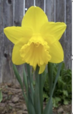 Yellow daffodil flower with five star shaped petals against a wooden fence.