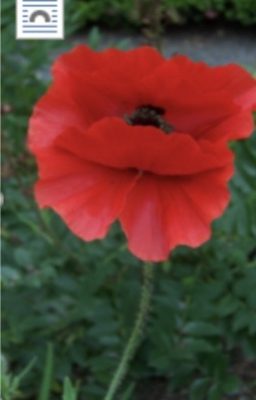 Bright red poppy flower with broad petals and a black center.