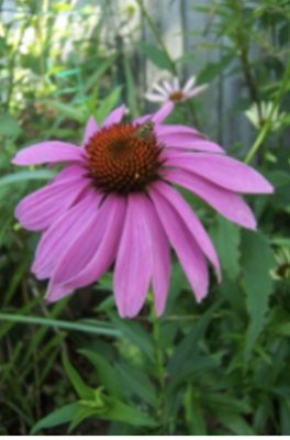 Pink coneflower with long downturned petals in a garden.
