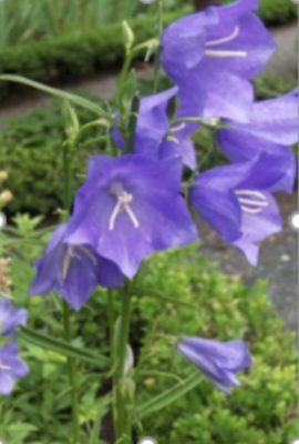 Several purple bellflowers with long white styles in a garden.
