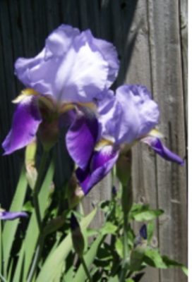 Iris with both light and dark purple petals against a wooden fence. 