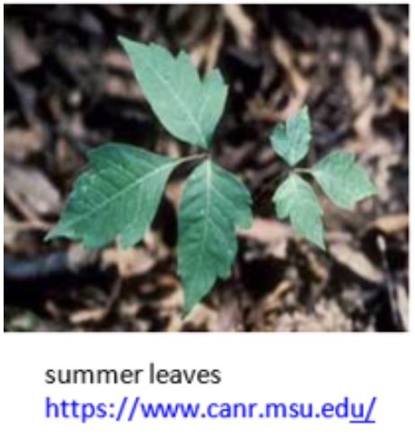 Poison ivy with toothed green leaves.