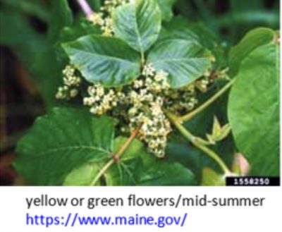 Three green poison ivy leaves clumped together and small yellow flowers.