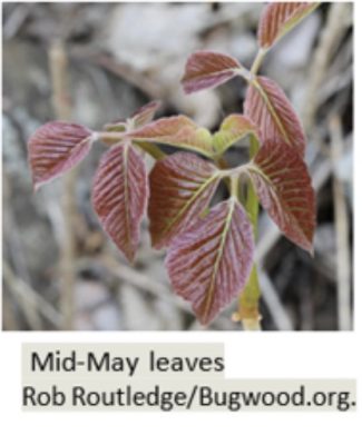 Poison ivy with several red ribbed leaves.