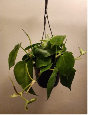 Hanging philodendron plant with trailing green heart-shaped leaves in a black pot suspended by cords against a light-colored wall.