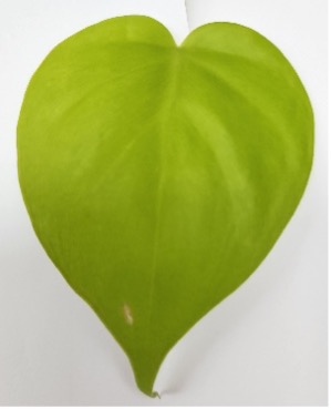 Close-up of a single bright green, heart-shaped leaf with smooth edges and subtle veins against a white background.