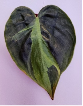 Close-up of a heart-shaped leaf with dark green coloration and irregular lighter green variegation, slightly curled and textured, against a pale background.