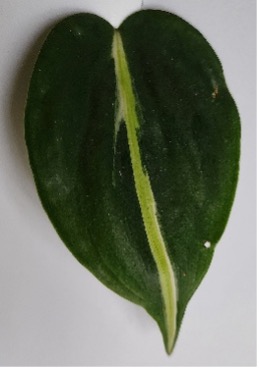 Close-up of a single heart-shaped green leaf with a lighter yellow-green stripe running down the center against a white background.
