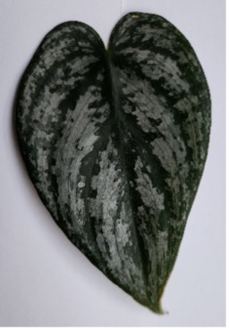 Close-up of a single heart-shaped leaf with dark green coloring and silvery mottled patterns against a white background.