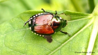 Shiny beetle with red wings and black edges with white spots on a leaf.