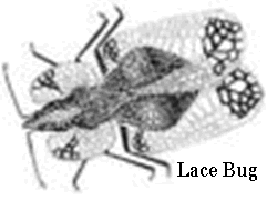 Black and white drawing of a lace bug's anatomy.