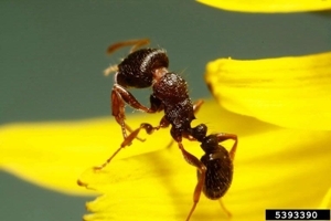 Close-up of a red-black ant on a yellow flower.