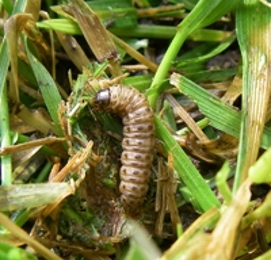 Large tan webworm with a dark brown head at the base of green and brown sod blades.