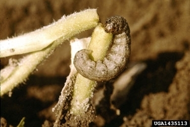 Large gray and brown cutworm wrapped around a broken stem.