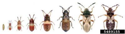 Several varieties of chinch bugs displayed increasing in size from left to right.