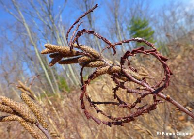 Close-up of sweet fern twigs with emerging curled leaves and fuzzy brown catkins, set against a woodland background of dry grasses and leafless trees under a blue sky.