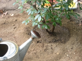 Silver watering can near the base of a thin shrub with green leaves.