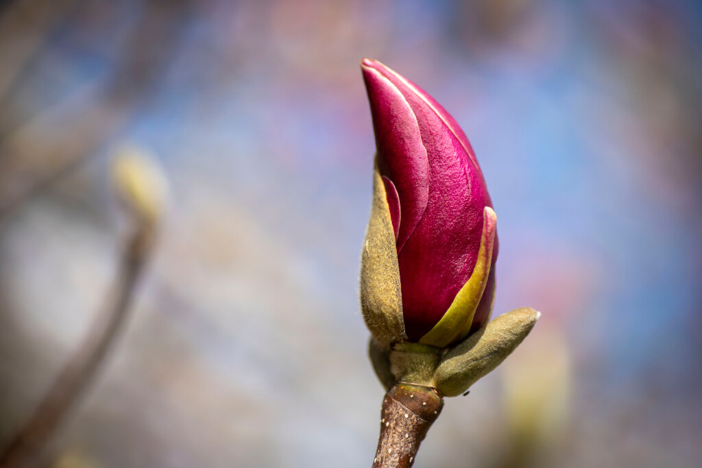 Close-up of a deep pink flower bud emerging on a bare branch, with soft green sepals and a blurred blue sky in the background.