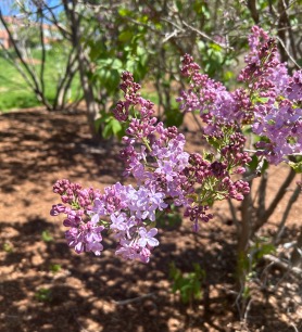 Light purple lilac blossoms on a shrub in a mulched garden bed.