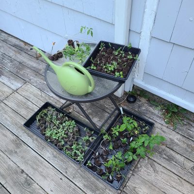Green watering can on a small table surrounded by trays of seedlings on a wooden deck.