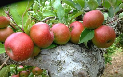 Cluster of red apples growing closely together along a thick tree branch, surrounded by green leaves.