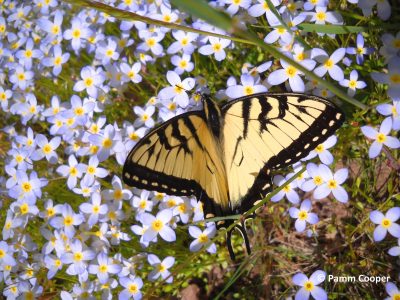 Yellow tiger swallowtail butterfly with black stirpes resting among clusters of pale bluet flowers with yellow centers in a sunlit meadow.
