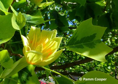Yellow-green tulip tree flower with orange stamens opening among bright green, lobed leaves on a sunlit branch; a small “© Pamm Cooper” watermark appears in the lower right