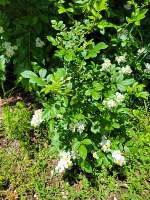 A leafy green shrub with clusters of small white flowers and yellow centers growing in a sunlit garden bed, surrounded by grass and other plants.
