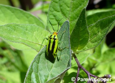 Bright green and black four-lined plant bug resting on a green leaf, with long black antennae and an orange head visible against surrounding foliage.