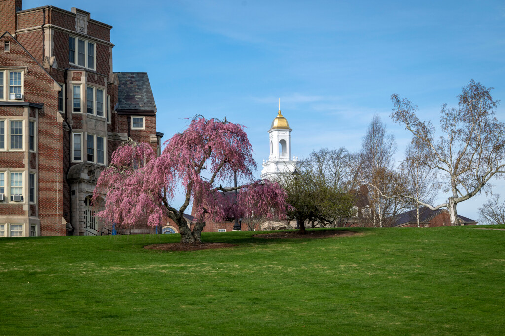 Brick academic building beside a grassy lawn with a pink flowering tree in bloom, and a white cupola topped with a gold dome visible in the background under a clear blue sky.