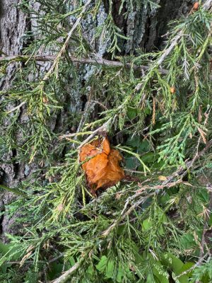 Orange, gelatinous cedar apple rust gall attached to a green cedar or juniper branch, with scaly bark visible in the background.