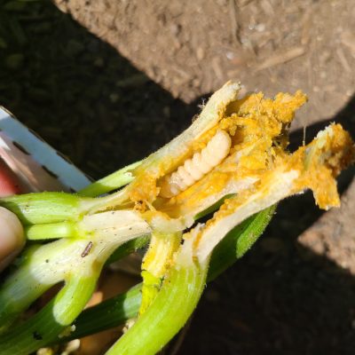 Close-up of a split green squash stem revealing orange plant tissue and a pale, grub-like larva inside, with soil visible in the background.Provide your feedback on BizChat